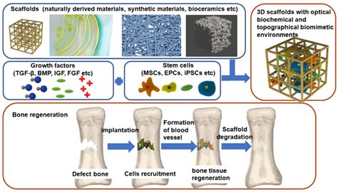  Junquière Biomaterial: A Revolution in Tissue Regeneration and Bone Repair?